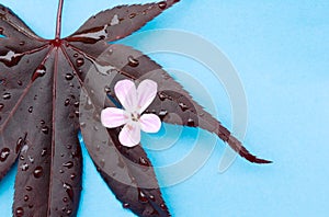 Maple leaf with pink flower on aqua