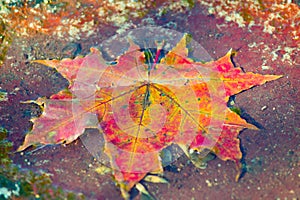 Maple leaf in a puddle of water