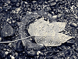 Maple leaf with rain drops on pebble ground monochrome image