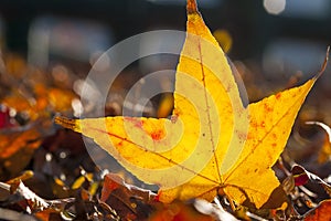 Maple leaf red autumn sunset tree blurred background