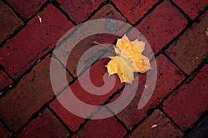 Maple Leaf on Red Bricks