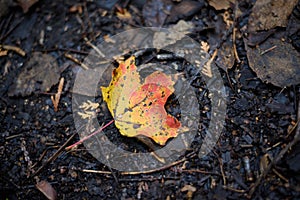 a maple leaf in red and yellow on the dark forest ground in autumn