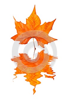 Maple leaf reflected