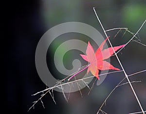 maple leaf representing autumn photo