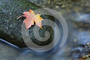 Maple Leaf on Rock in Water
