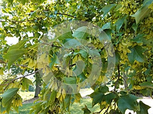 Maple leaf seeds on tree