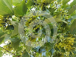 Maple leaf seeds on tree
