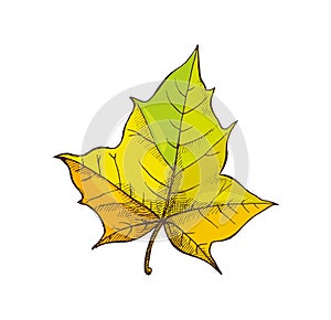 Maple Leaf Shaped Foliage Isolated Icon Vector