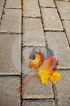 Maple leaf on sidewalk