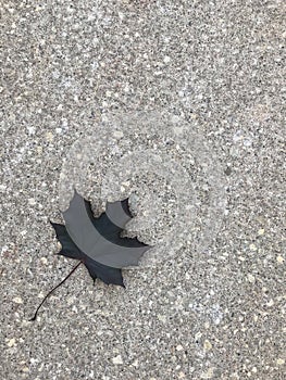 Maple leaf on sidewalk.
