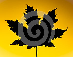 Maple leaf silhouette