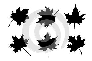 Maple leaf silhouette. Hand drawn fall illustrations set isolated.