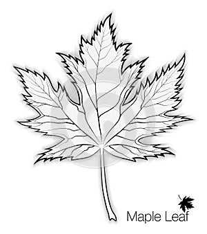 Maple Leaf Silhouette and Outline for your Design