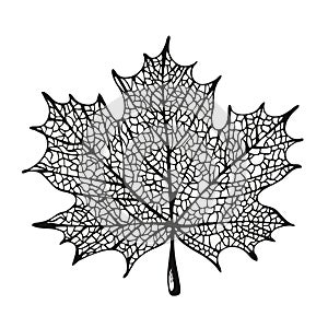 Maple leaf silhouette vector illustration, isolated on white background