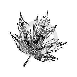 maple leaf sketch hand drawn vector