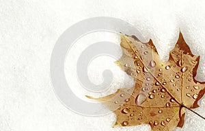 Maple leaf on snow