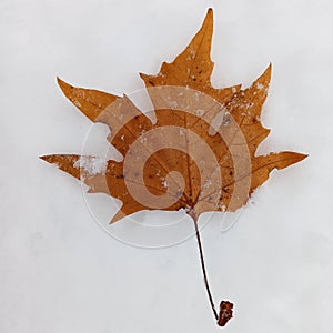 Maple Leaf on snow background