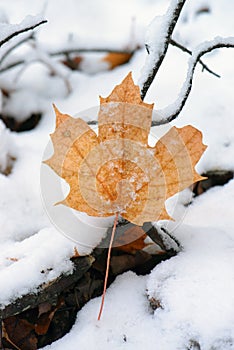 Maple Leaf on Snow Covered Ground