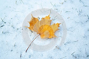 Maple leaf on snow