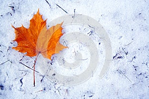 Maple leaf on snow