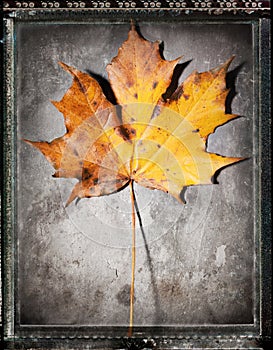 Maple Leaf Still Life, on a slate background.