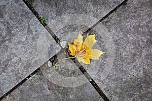 Maple leaf on stone slabs