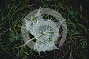 Maple leaf after a storm glittering with rain dew