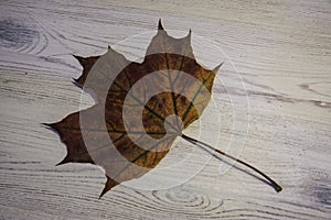 Maple Leaf