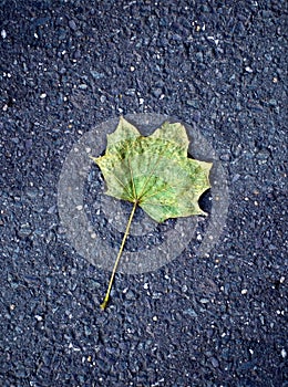 Maple leaf on tarmac road