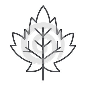 Maple leaf thin line icon, foliage and nature, autumn leaf sign, vector graphics, a linear pattern on a white background