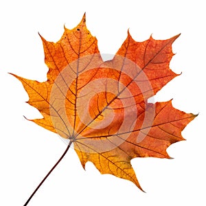 A maple leaf turning orange in autumn