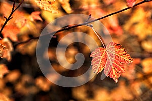 A maple leaf turning red in autumn