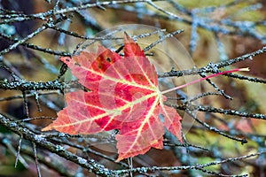 Maple Leaf in Twigs