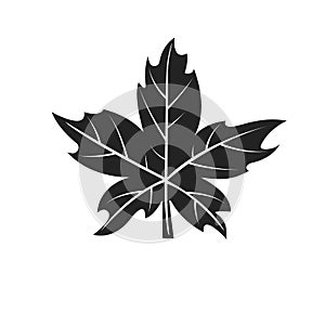 Maple leaf vector illustration. Autumn leaf picture