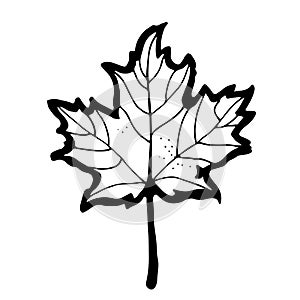 Maple leaf vector illustration, hand drawn cartoon sketch