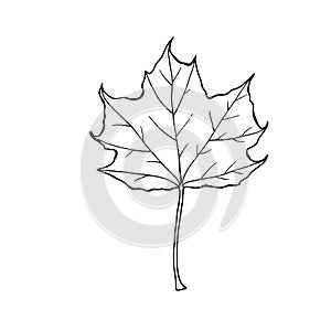 Maple leaf vector illustration in line art style isolated on a white background.