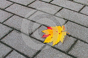 Maple leaf on the ground