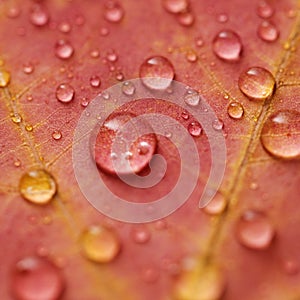 Maple leaf with water drops