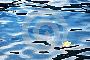 Maple leaf on the water surface