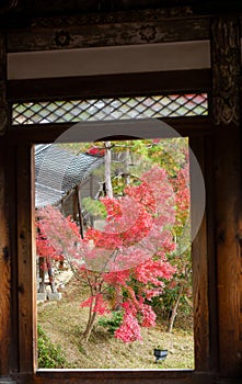 The maple leaf in the window at Kodaiin Kodaiji zen temple