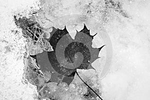 Maple leaf in winter