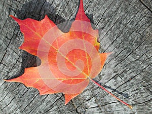 Maple leaf on wood photo