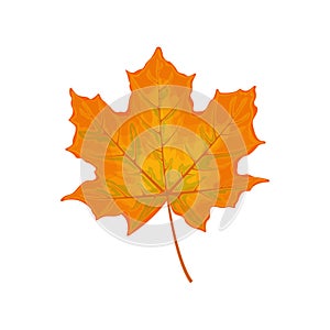 Maple leaf. Yellow maple leaf. A dry autumn leaf of a maple tree. Vector illustration isolated on a white background