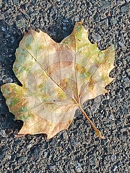 Maple leaffall leaf fall season autumn