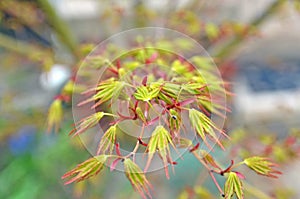 Maple leaflets photo