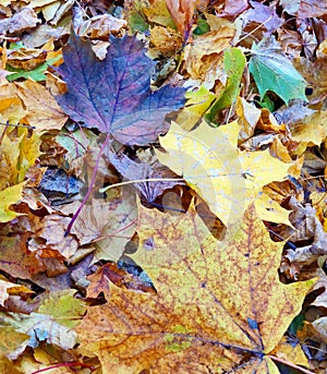 maple leafs on the ground in autumn