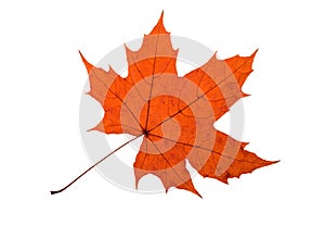 Maple Leave