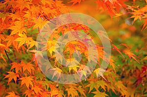 Maple leave in autumn