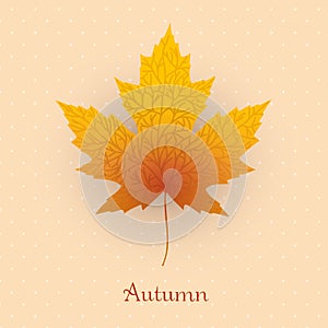 Maple leave with autumn banner