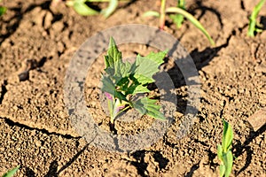 Maple-leaved goosefoot Chenopodiastrum hybridum weed plant in cultivated corn crops field